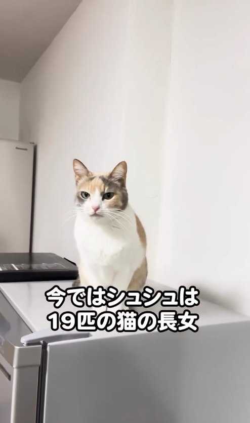 冷蔵庫の上に座っている猫