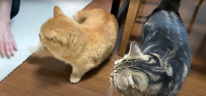 人間の手をパンチしようとする猫と、その光景を見つめる猫