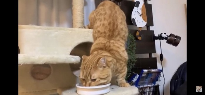 変な態勢でごはんを食べる猫