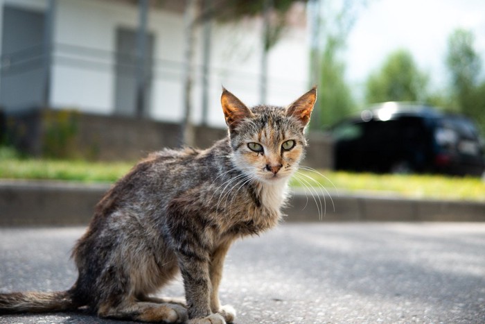 衰弱した猫