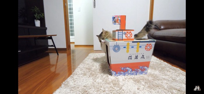 猫若丸に挨拶