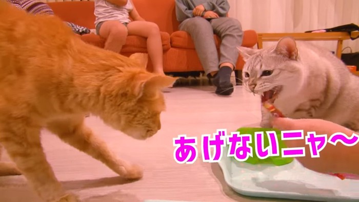 威嚇する猫とトラ猫