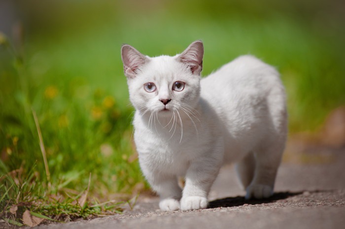 マンチカンの子猫