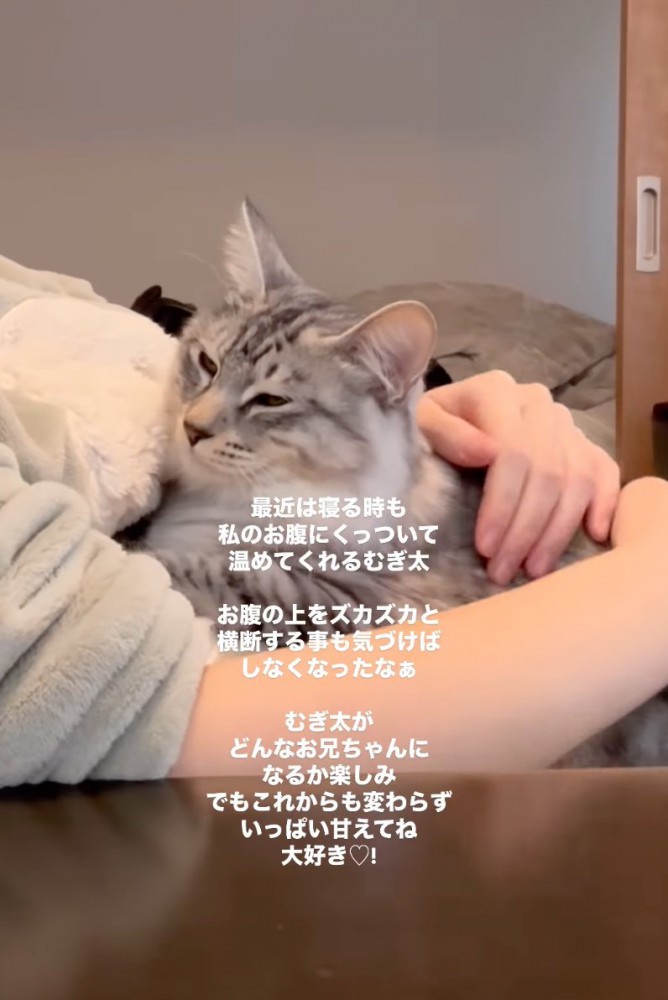 お腹を温める猫