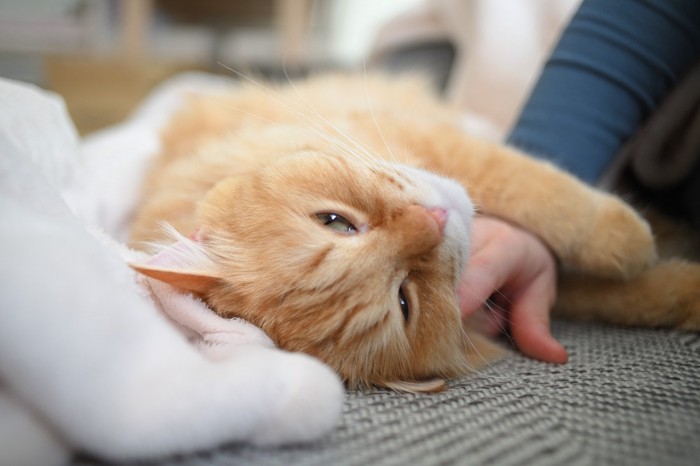 飼い主に撫でられてゴキゲンの猫