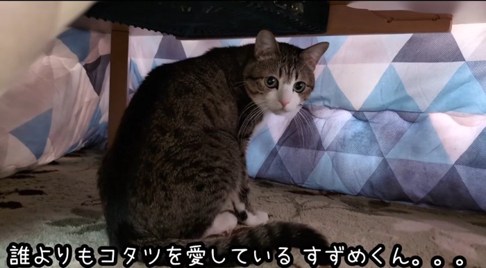 コタツの中の猫