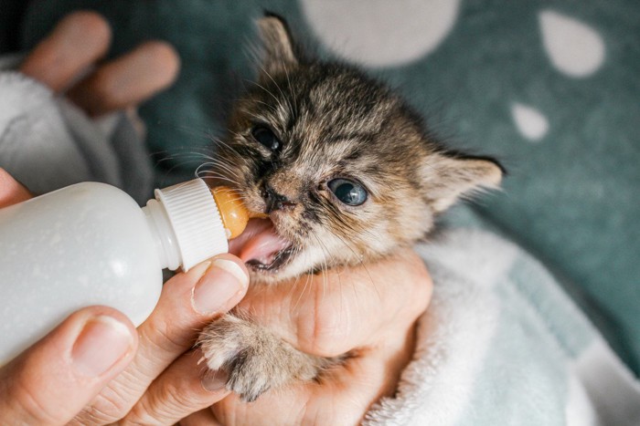 ミルクを飲む子猫