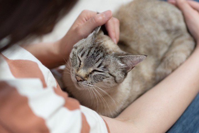 撫でられる猫