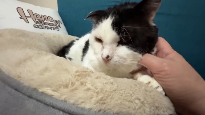 ママに首を撫でられる白黒猫