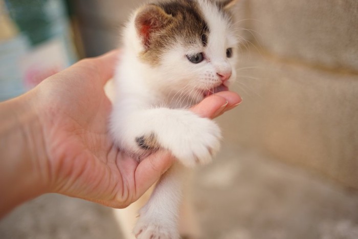 飼い主の指を舐めている子猫