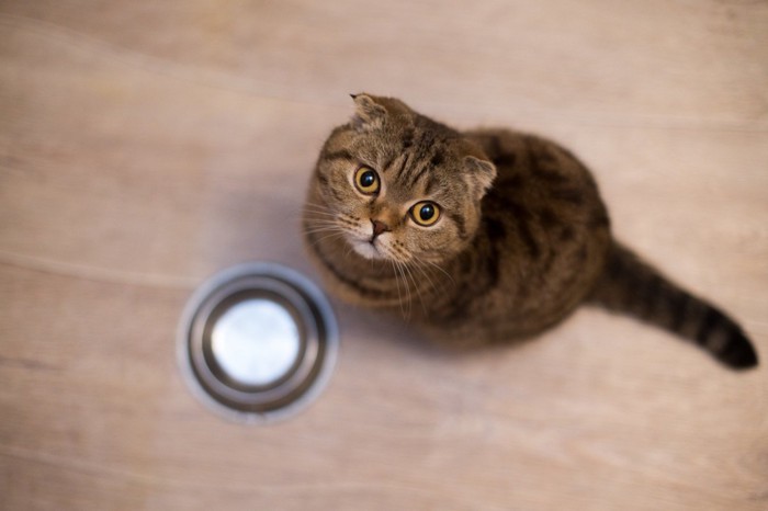 食事を待つ猫