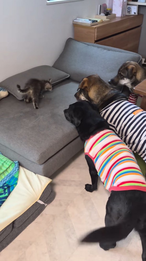 犬たちに見つめられる猫