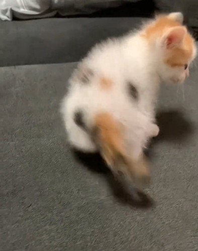 パヤパヤな毛の子猫