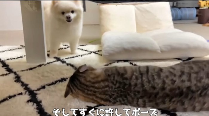 向かい合う犬と猫