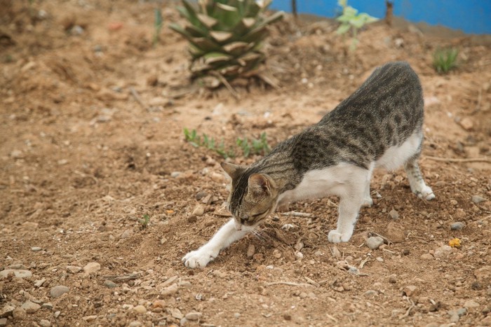 砂をかける猫