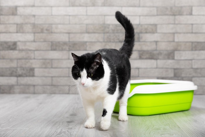 猫とトイレ