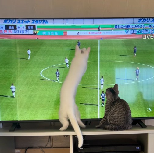 画面の中のボールに飛びかかる白猫