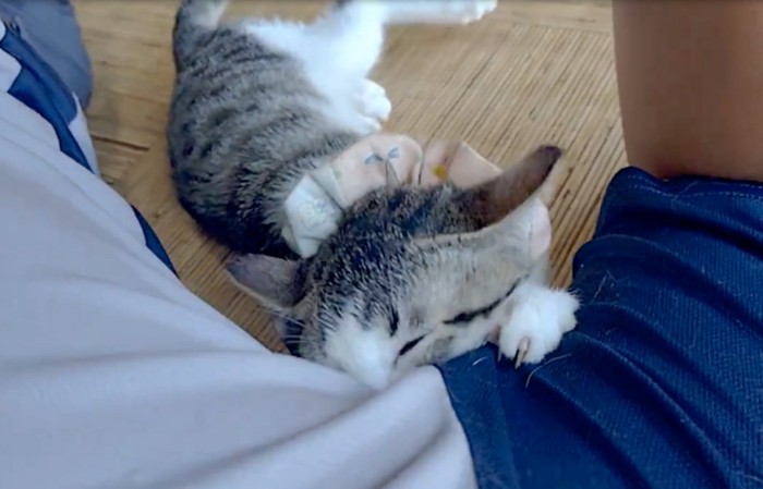 脇の匂いを嗅ぐ猫