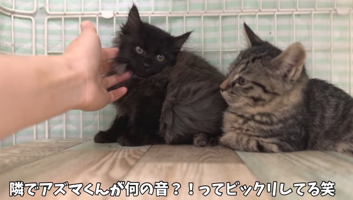 何の音?!