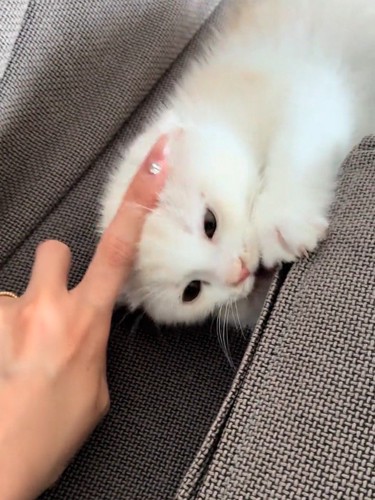 なでられる猫