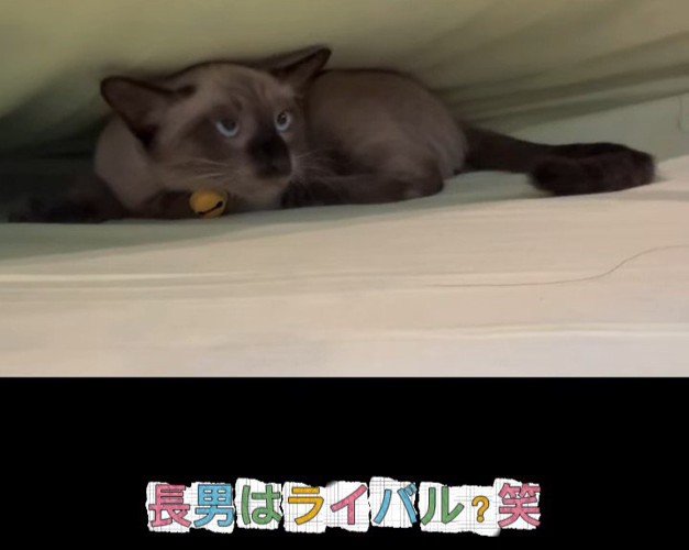 すきまに入っている子猫