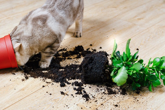 割れた植木鉢に顔を入れる猫