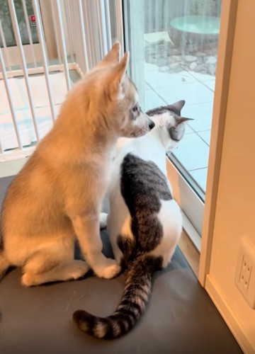 ピッタリくっつく赤ちゃん犬
