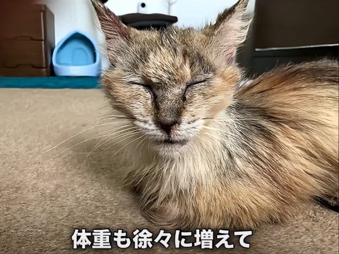 目を瞑る猫
