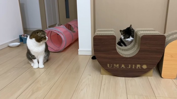 爪とぎを使う猫と隣に座る猫