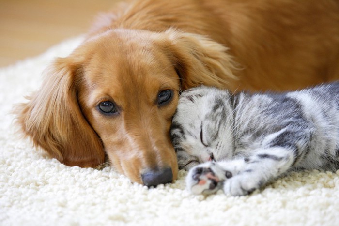 寄り添って眠る犬と猫