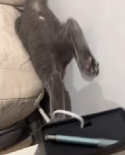 ベッドの隙間から後ろ足としっぽが見える猫