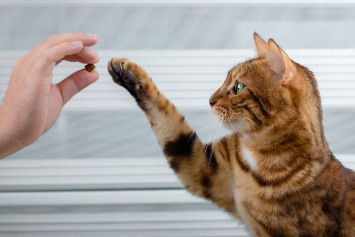 人間の持つ餌に興味を示す猫