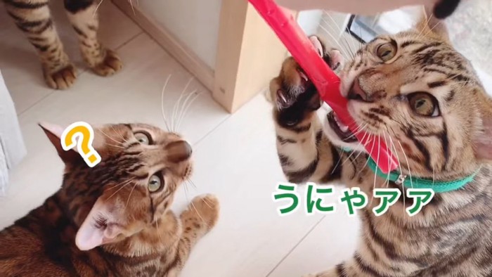 赤いストローに立ってかじりつく猫