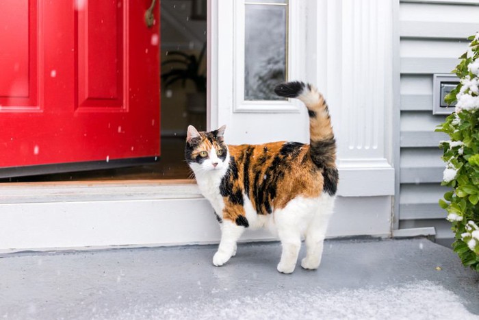 家に帰る猫