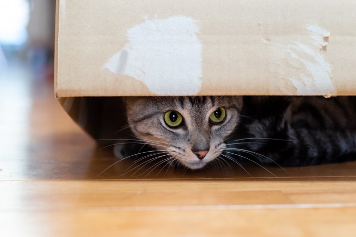 隠れる猫