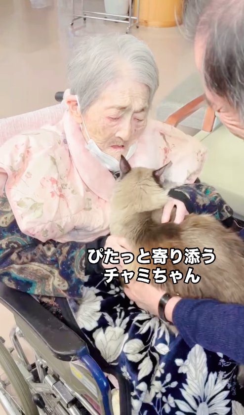 おばあちゃんの膝の上で香箱座りをする猫「ぴたっと寄り添うチャミちゃん」
