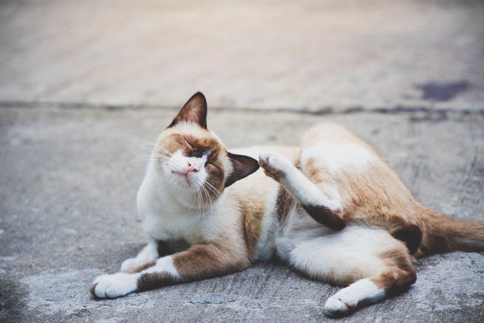 耳が痒そうな猫