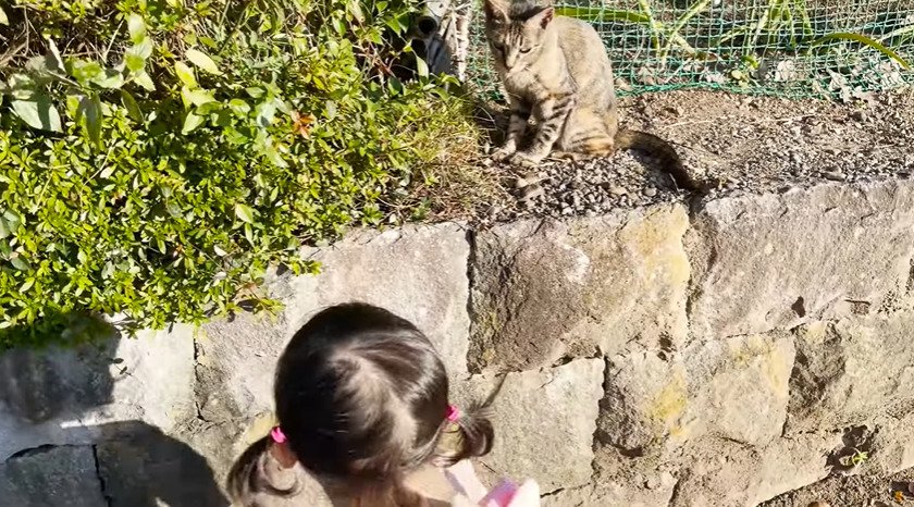 娘さんを見つめる子猫