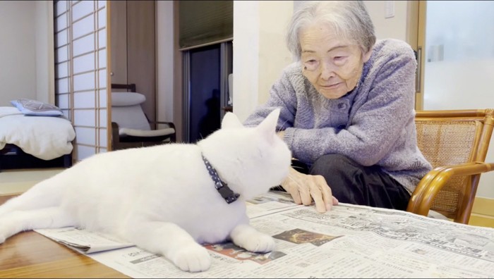 新聞の上に乗って、老人と見つめ合う猫