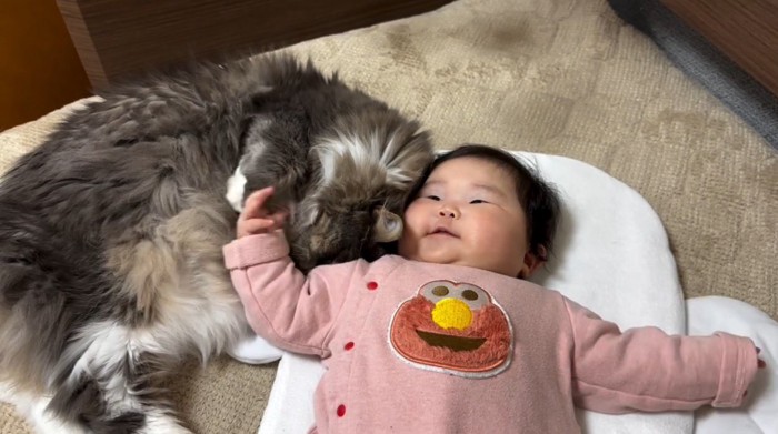 体を寄せてくる猫を撫でる赤ちゃん