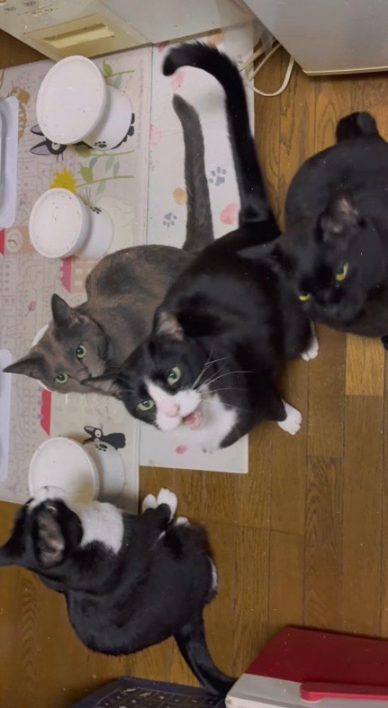 飼い主をみあげて鳴き声をあげるハチワレ猫