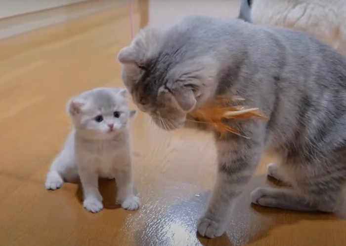 びっくりするマリーちゃん