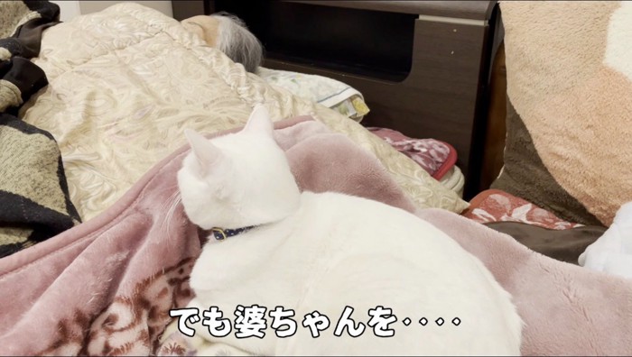 眠る老人を見つめる猫