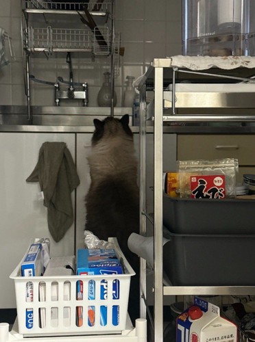 洗い物をしてくれているかのような猫の後ろ姿