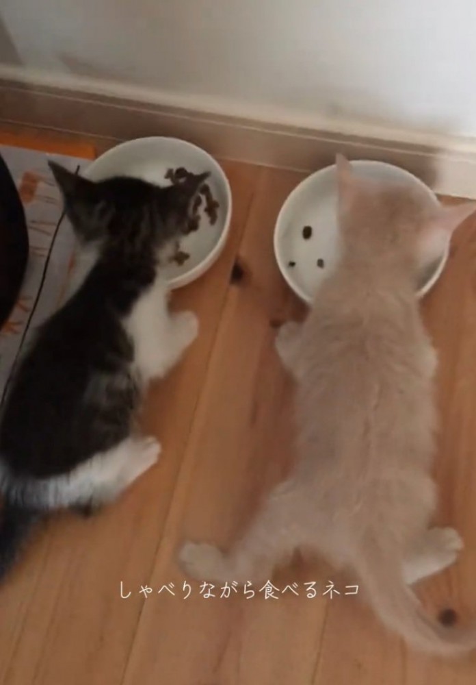 ご飯を食べる2匹の猫