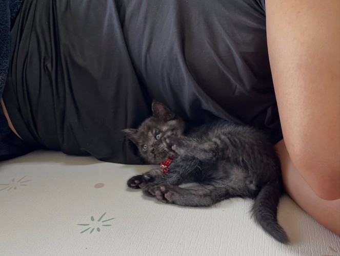 人に寄りかかる子猫