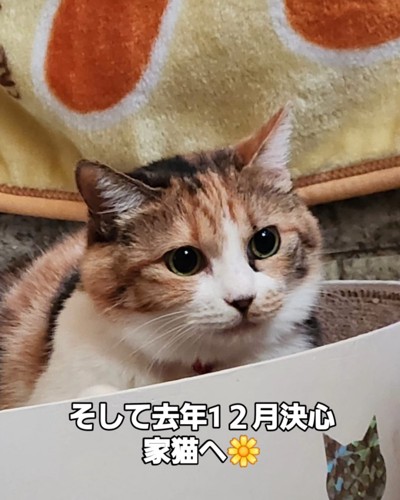 目を丸くしている猫