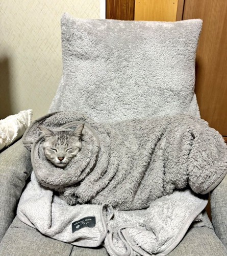 くつろぐ猫