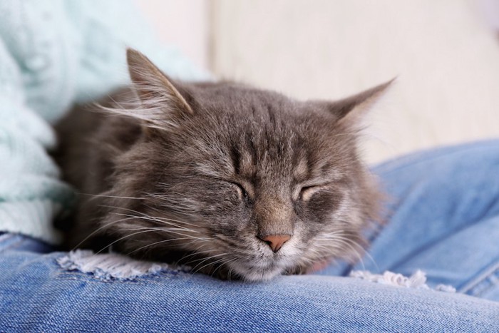 あぐらをかく飼い主の脚の上で眠る猫