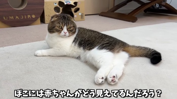 寝そべる猫